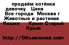 продаём котёнка девочку › Цена ­ 6 500 - Все города, Москва г. Животные и растения » Кошки   . Крым,Старый Крым